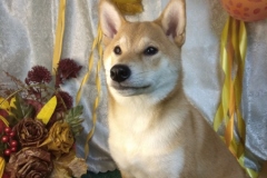 IMG_20201114_125048